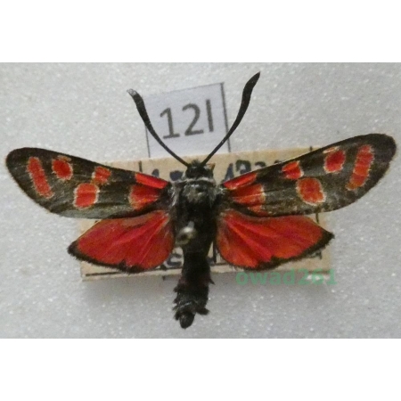 Zygaena carniolica (Scopoli, 1763) Czech12l